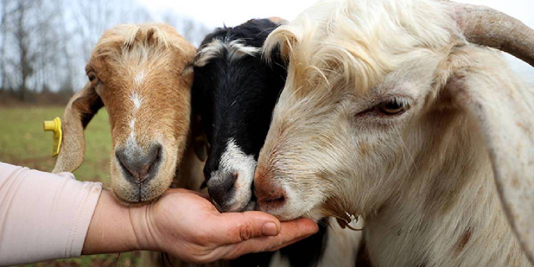 Kamp yapmaya gitti yerleşme kararı aldı: Her şeyi en doğalından elleriyle yapıyor 4
